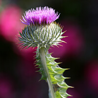 Buy canvas prints of Scottish Thistle by Alister Firth Photography