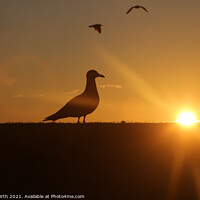 Buy canvas prints of Seagull sunset by Alister Firth Photography