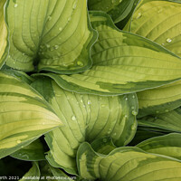 Buy canvas prints of Rain drops on Hosta by Alister Firth Photography