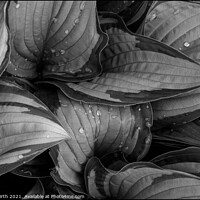 Buy canvas prints of Raindrops on Hostas by Alister Firth Photography