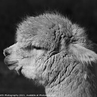 Buy canvas prints of Alpaca Portrait by Alister Firth Photography