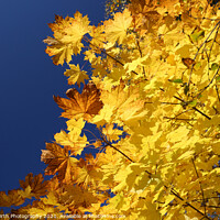 Buy canvas prints of Golden Leaves by Alister Firth Photography