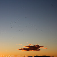 Buy canvas prints of Migration heading home by Alister Firth Photography