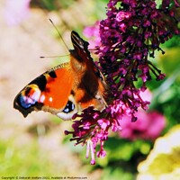 Buy canvas prints of Peacock butterfly by Deborah Welfare