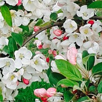 Buy canvas prints of Apple Blossom by Deborah Welfare