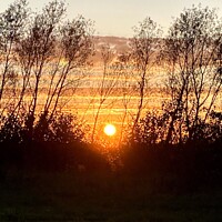 Buy canvas prints of Sunset through trees by Deborah Welfare