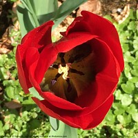 Buy canvas prints of Red tulip head by Deborah Welfare