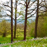 Buy canvas prints of Springtime view by Deborah Welfare