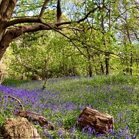 Buy canvas prints of Bluebell Dell by Deborah Welfare
