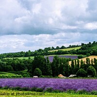 Buy canvas prints of Lavender Fields , Castle Farm, Kent by Deborah Welfare