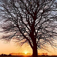 Buy canvas prints of Silhouetted tree at sunset Chart Sutton Kent by Deborah Welfare