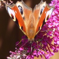 Buy canvas prints of Peacock butterfly closeup by Deborah Welfare