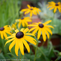 Buy canvas prints of Yellow-eyed Susan at the RHS Garden Bridgewater, M by Kateryna Tyshkul