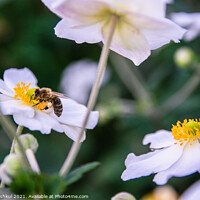 Buy canvas prints of Bee on the white flower by Kateryna Tyshkul
