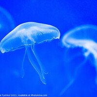 Buy canvas prints of White jellyfish in blue water by Kateryna Tyshkul