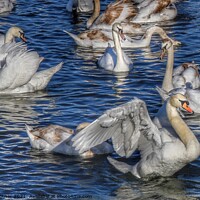 Buy canvas prints of Swans bathing  by Ian Fairbrother