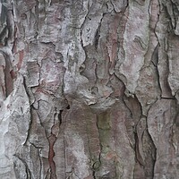 Buy canvas prints of Tree bark close up by Sami Mi Ko