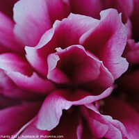 Buy canvas prints of Pink Petals Close Up by Lloyd Richards