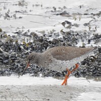 Buy canvas prints of Redshank searching for food at edge of the Thames by Joan Rosie