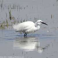 Buy canvas prints of Little Egret in breeding plumage crouching in lagoon by Joan Rosie