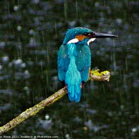 Buy canvas prints of Kingfisher in the rain by Joan Rosie