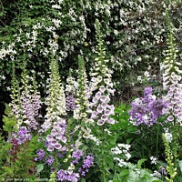 Buy canvas prints of Foxgloves and other flowers in front of a wall of white Montana clematis by Joan Rosie