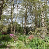 Buy canvas prints of Woodland trees and flowers by Joan Rosie