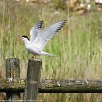 Buy canvas prints of Common Tern with open beak and wings raised in the air by Joan Rosie