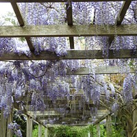 Buy canvas prints of Mauve Wisteria flowers hanging from the top of a wooden pergola by Joan Rosie