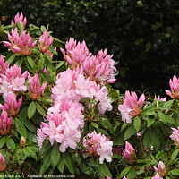 Buy canvas prints of Pink Rhododendron flowers and buds by Joan Rosie