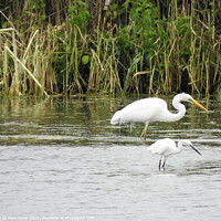 Buy canvas prints of Synchronised Little and Great White Egrets by Joan Rosie