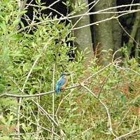 Buy canvas prints of Kingfisher on horizontal branch in front of leaves and tree trunks by Joan Rosie