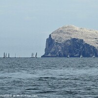 Buy canvas prints of Yachts sailing in front of Bass Rock with lighthouse on right-hand side by Joan Rosie