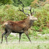 Buy canvas prints of Red Deer Stag with large antlers, walking in front of ferns by Joan Rosie