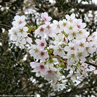 Buy canvas prints of Cluster of white/pink Cherry blossom by Joan Rosie