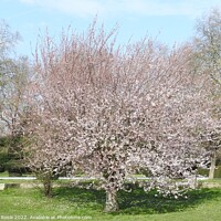Buy canvas prints of Pink blossom on a cherry tree by Joan Rosie