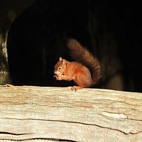 Buy canvas prints of Red Squirrel on top of large log by Joan Rosie