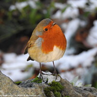 Buy canvas prints of Robin standing on patch of ice on top of a rock by Joan Rosie