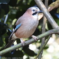 Buy canvas prints of Jay perching on a diagonal branch by Joan Rosie