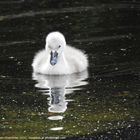 Buy canvas prints of Baby cygnet with dark background by Joan Rosie