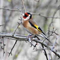 Buy canvas prints of Goldfinch perching on bare branch by Joan Rosie