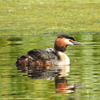 Buy canvas prints of Great Crested Grebe with tiny chick riding on it's back by Joan Rosie