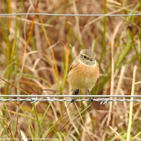Buy canvas prints of Female Stonechat perching on a wire by Joan Rosie