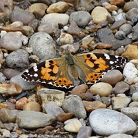 Buy canvas prints of Painted Lady butterfly with spread wings by Joan Rosie