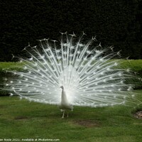 Buy canvas prints of White peacock displaying his magnificent tail feathers by Joan Rosie