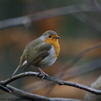 Buy canvas prints of Robin by Fletcher FOOT