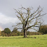 Buy canvas prints of Dead tree with a rainbow by Angela Lilley