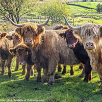 Buy canvas prints of Highland Cattle group by Angela Lilley