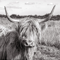 Buy canvas prints of Highland Cow standing in a grassy field by Angela Lilley