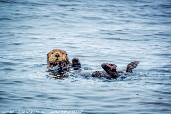 Sea otter in Tofino, cute sea otter portrait Picture Board by Delphimages Art